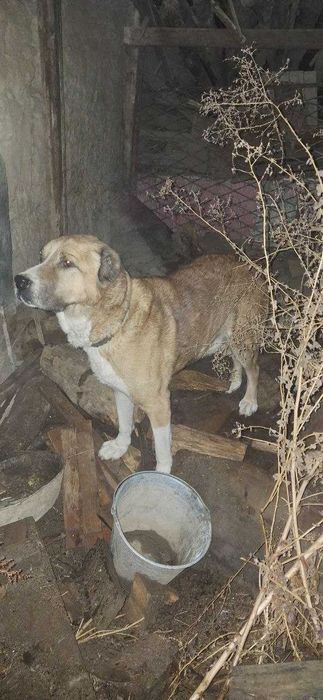 Alabay kuchuk sotiladi.