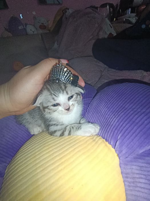 Веслоухие котята