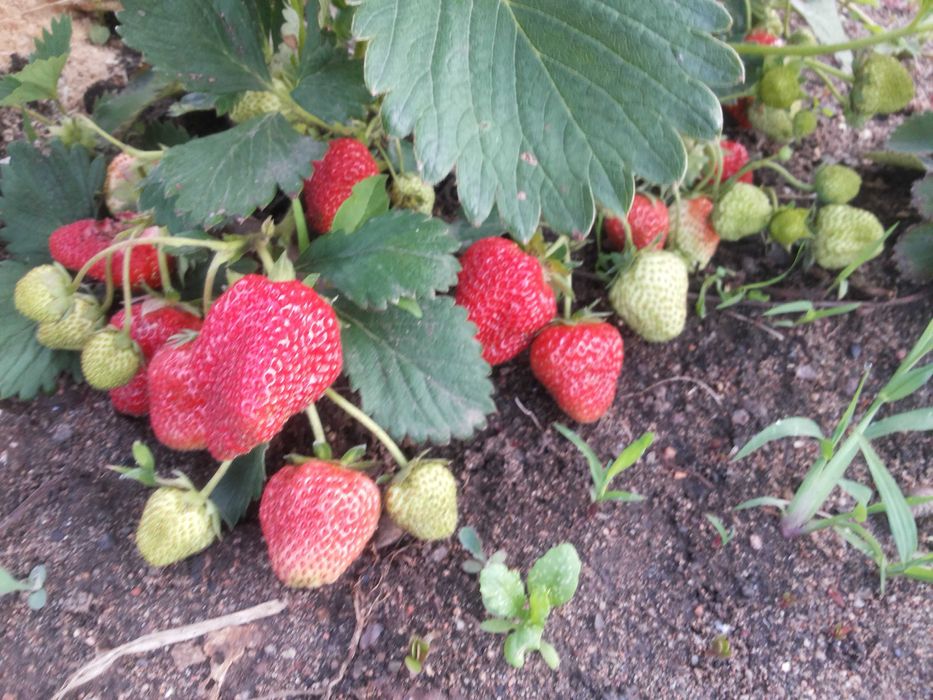 Саженцы смородины и малины