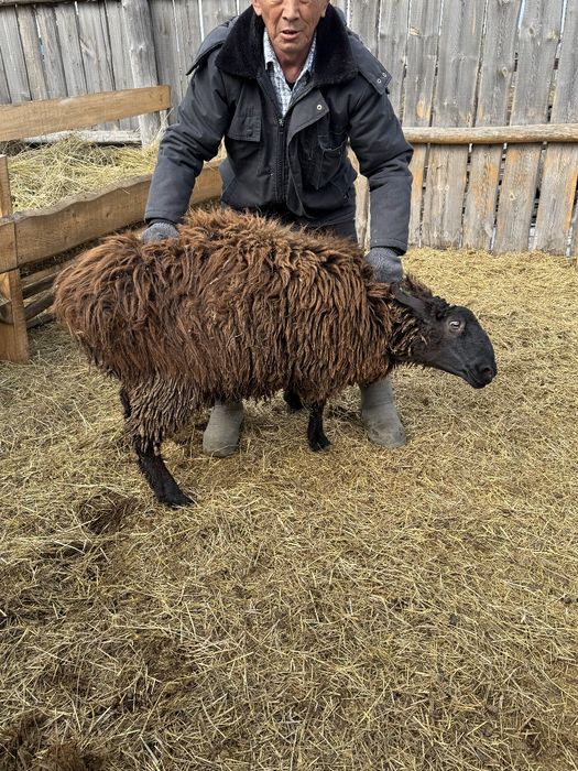 Продам барана қошқар