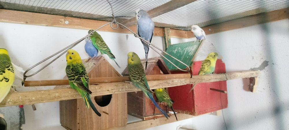 Peruși papagali  peruși