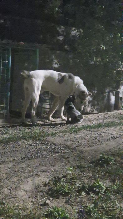 Ищем девушку алабая или ...  срочно)