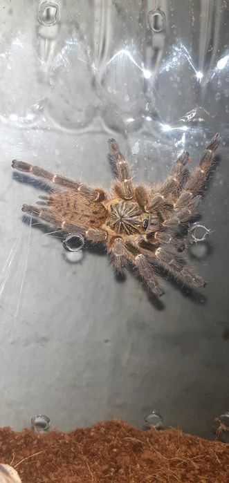 Tarantule din diferite specii