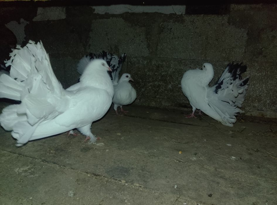 Vând  7 porumbei rotati