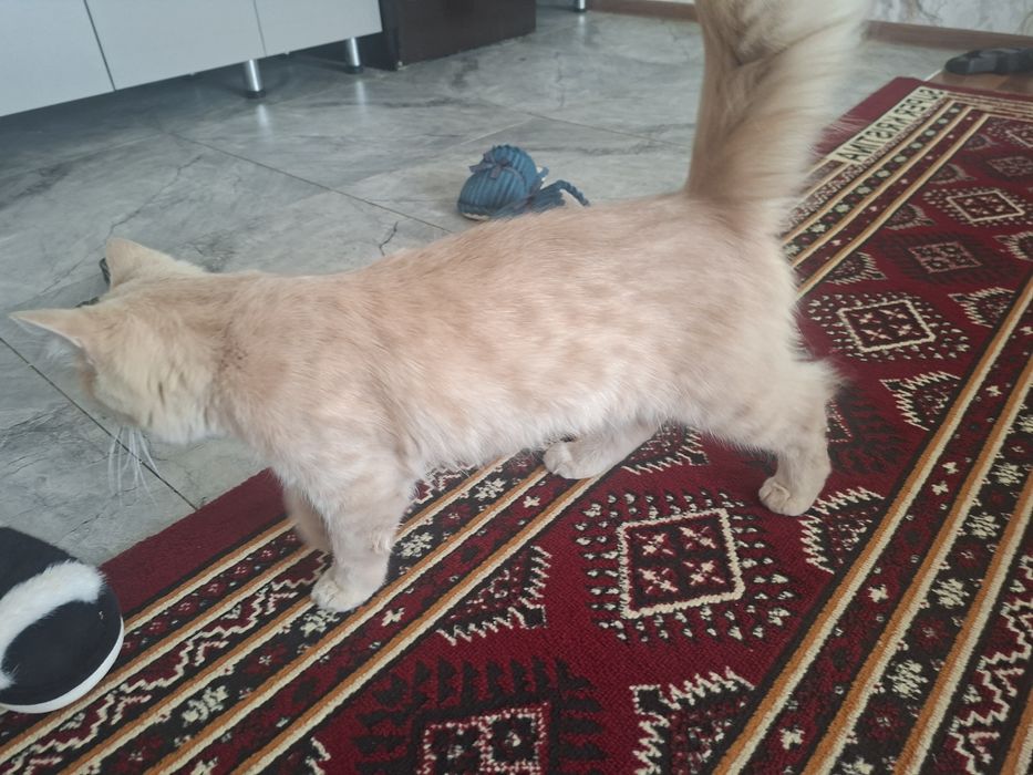 Aqilliy pishakcha