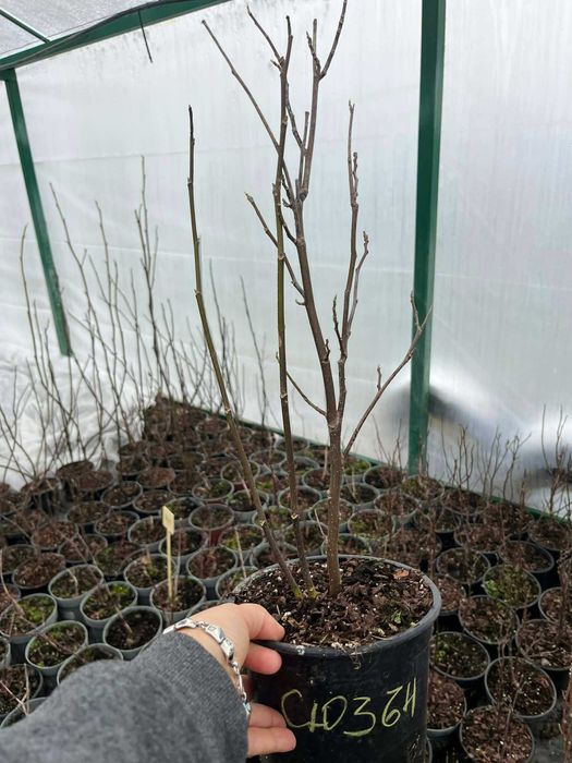 Магнолия в саксия 2 л