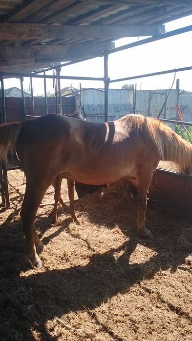 Продам кабылу пять лет с жерибенкам