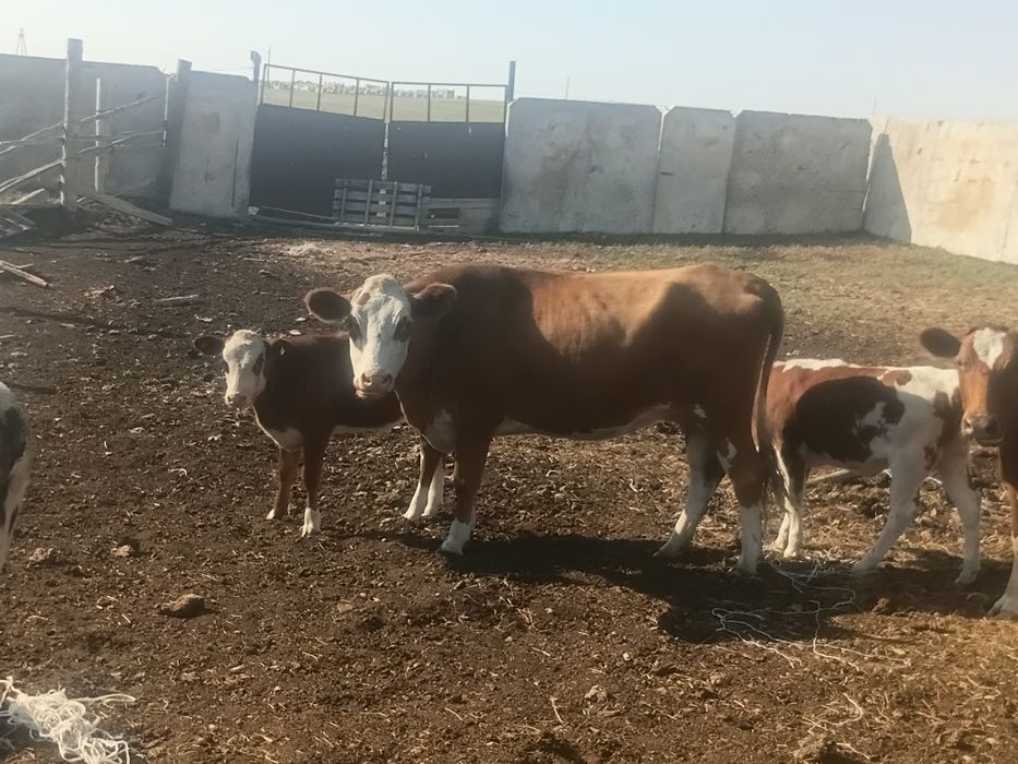 Продам коровы с телятами