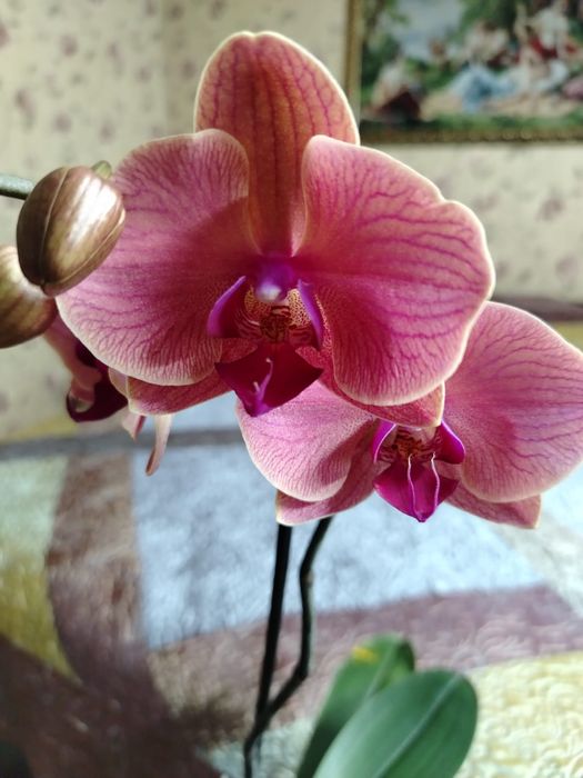 Продам комнатный цветок