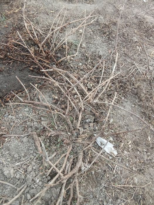 Кусты винограда столовые