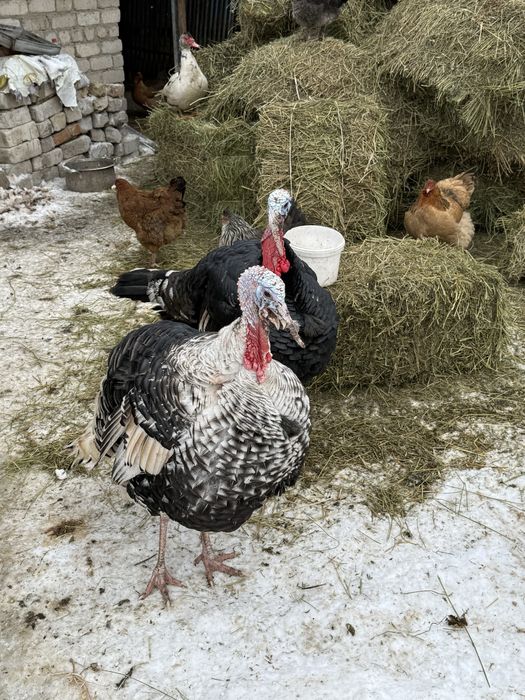 Продам индюков молодых