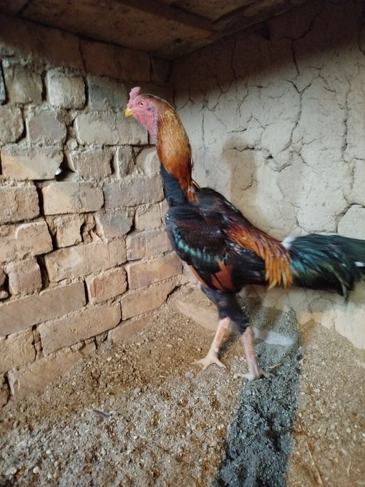 Dakan xo'roz sotiladi