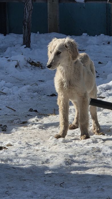 Тазы күшіктер / щенки тазы