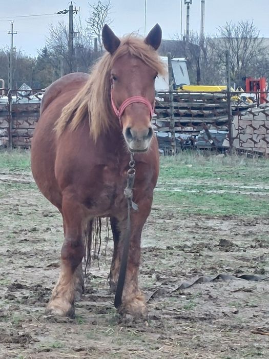 Vand iapa grea de 5/6 ani gestanta in 6 luni.