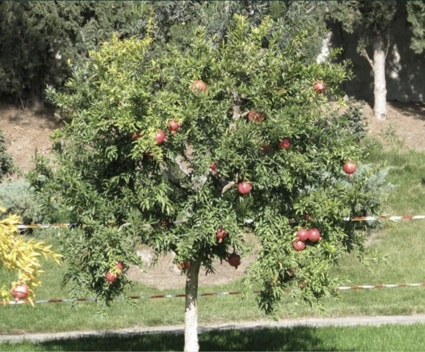 Rodiu guleisha rezistent