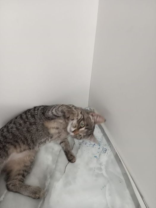 Отдам котенка  девочку в добрые руки