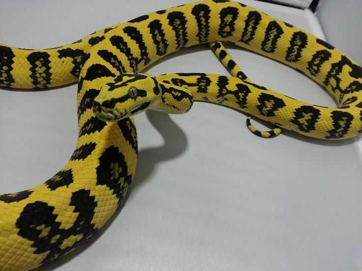 Ковровый питон чейни