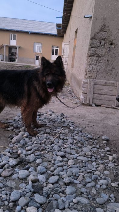 Дилнашерски афчарка сотилади