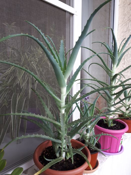 Алоэ древовидное