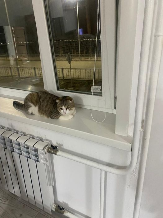 Отдам кота в хорошие руки