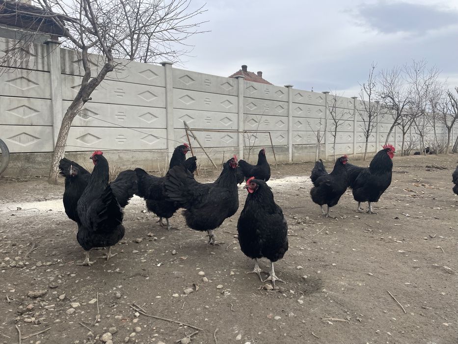 Vand oua de incubat Australorp