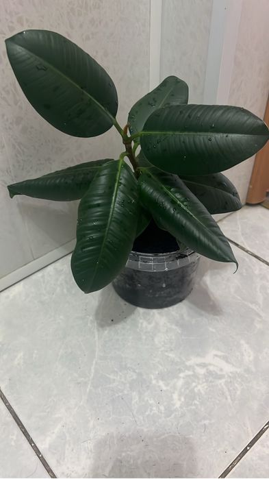 Комнатные цветы.