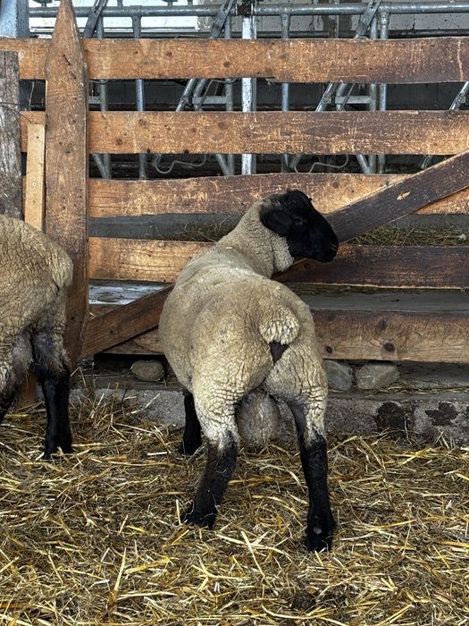 Vând miel berbecuț rasa Suffolk pentru tăiere (30-45 kg)