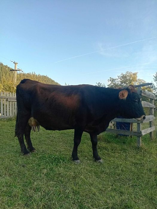 Vând vaca brună  foarte buna sanatoasa cuminte cu al 5_lea vitel