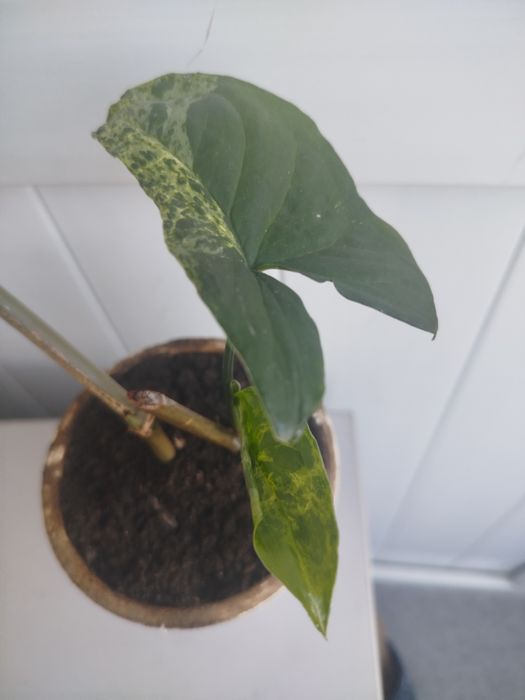 Продам Сингониум Мохито