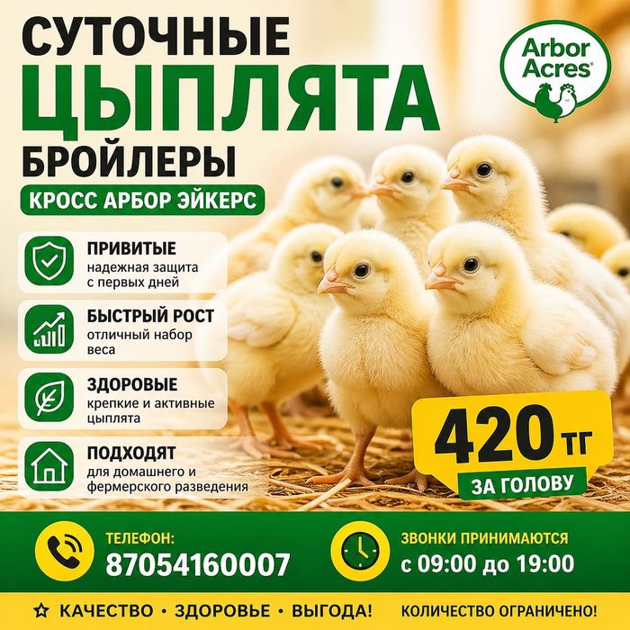 Суточные цыплята бройлеры