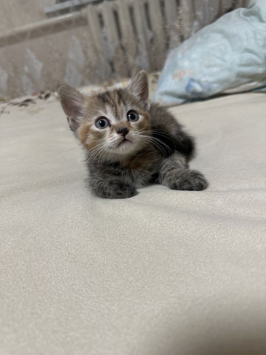 Отдам котят в хорошие руки