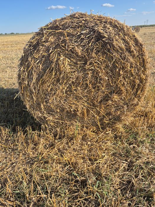Baloți de paie - rotunzi înveliți în plasă.