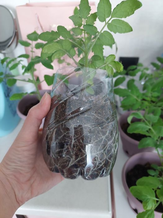 Продам кустики Помидор Минибел