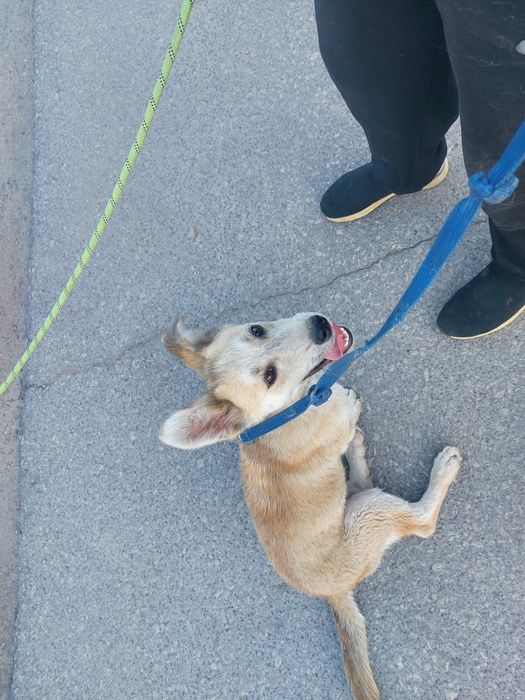 Выгул собак ! ! !