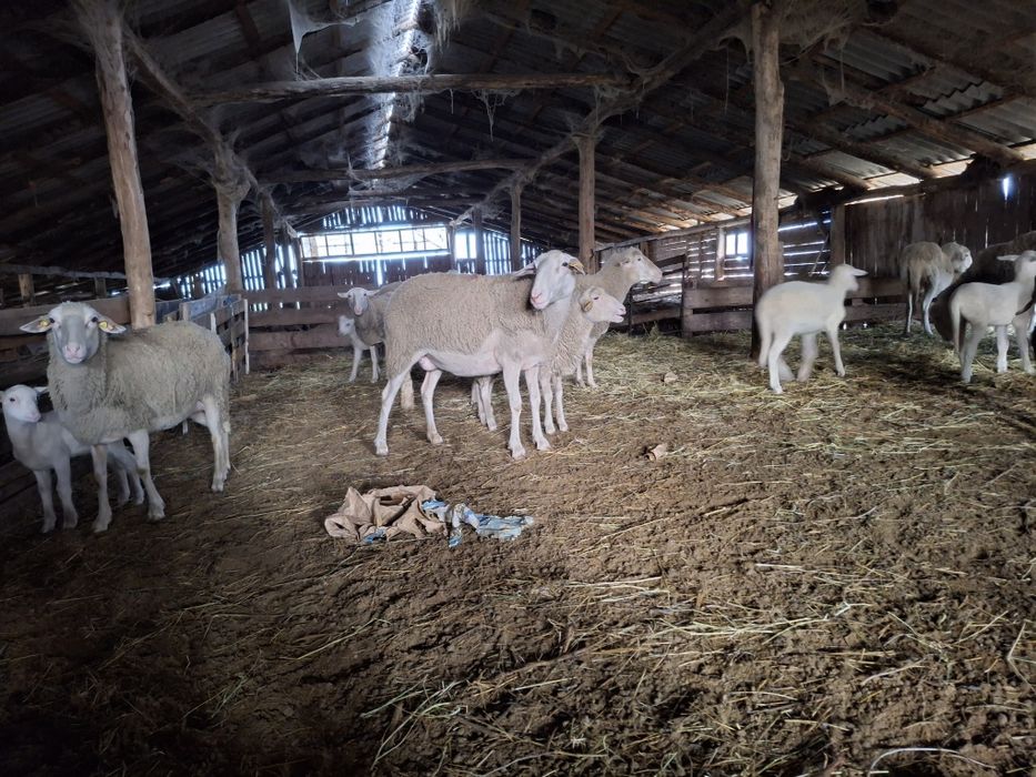 Oi lacune cu miei după ele