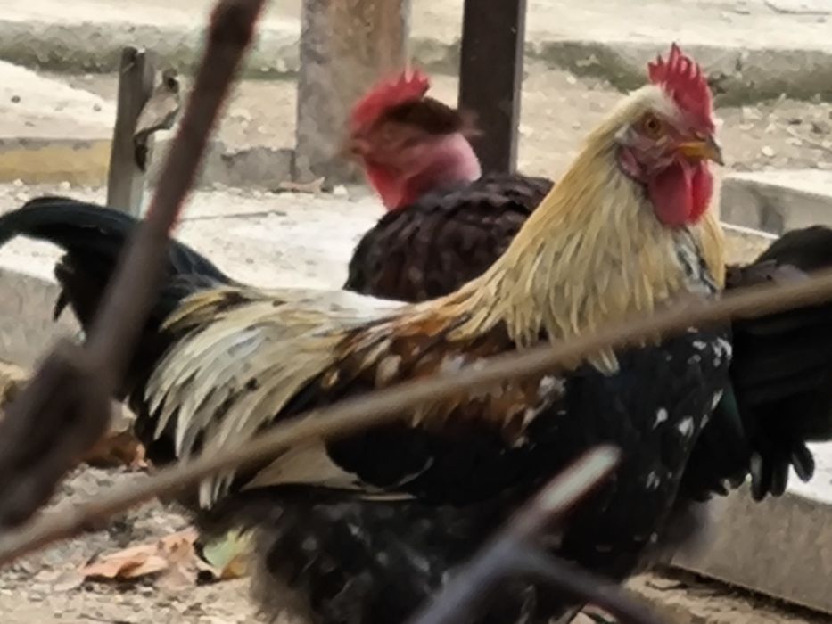 Қораздар сатылады, үйдікі, мықты, жас