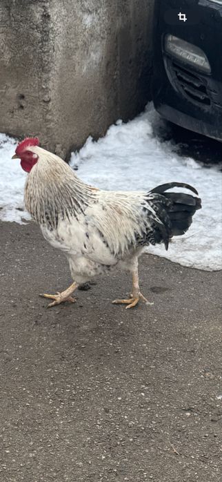 Продам  молодых петухов