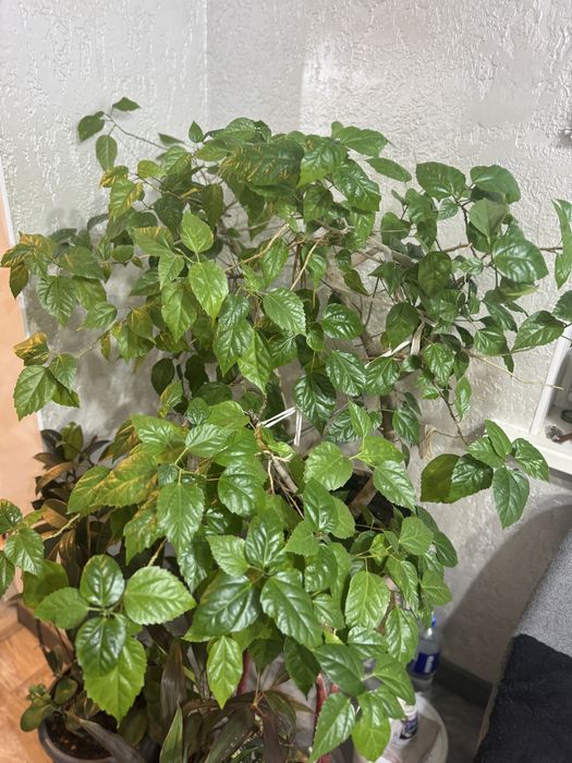 Продам китайскую розу