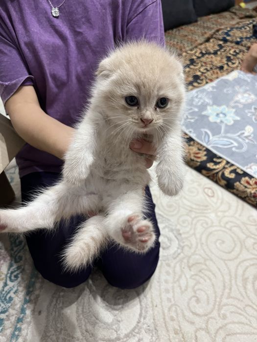 Продам котята пародестие