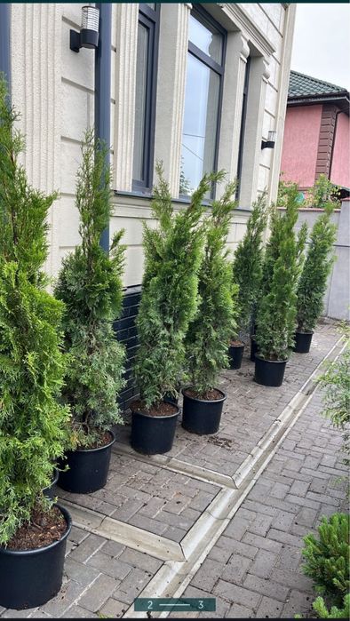 Продам хвойные деревья туя, сосна,можжевельник и многое другое.