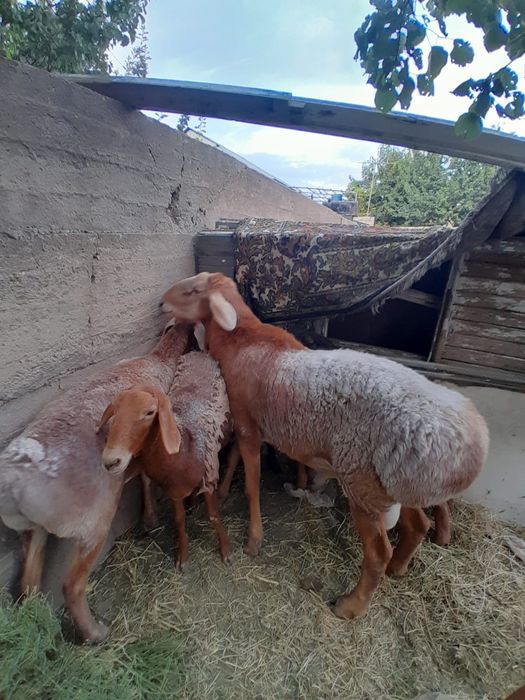 Ібіліс гомосексуализм Tarot