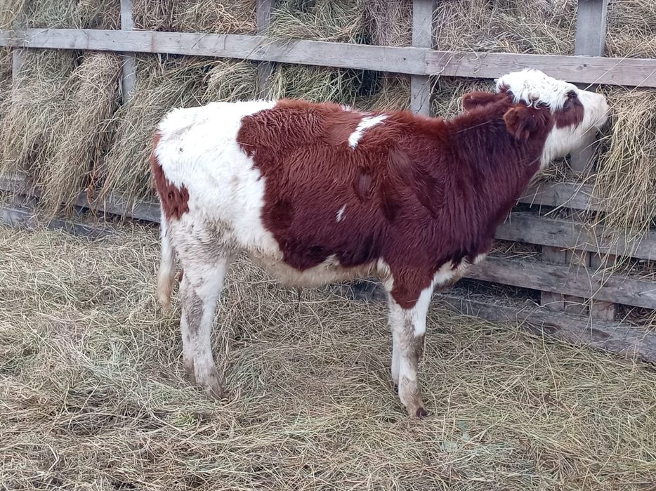 Срочно продам быка