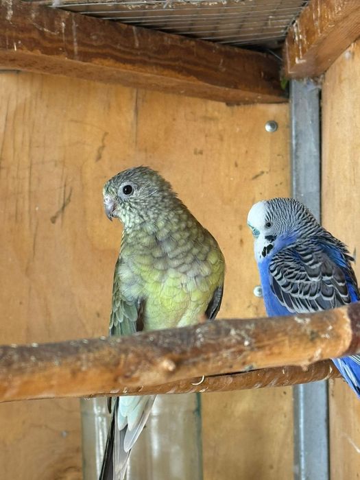 Продам готовую пару певчих попугаев