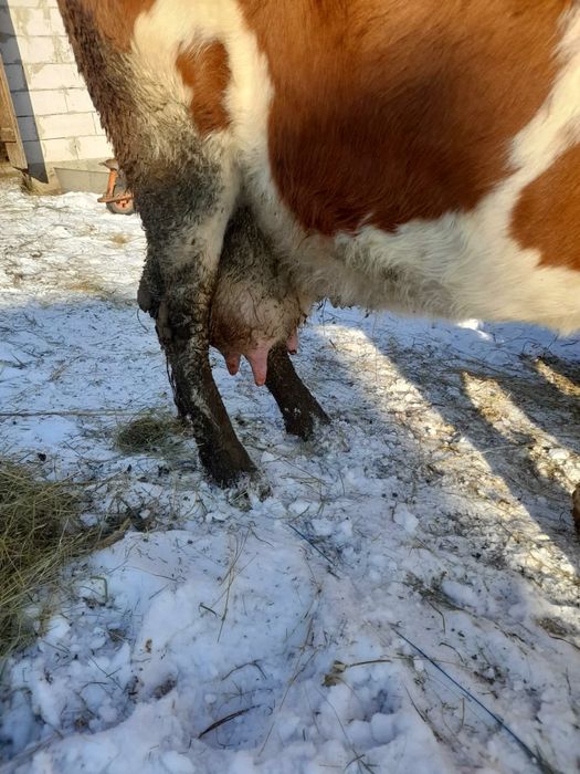 Vând vacă bălțată