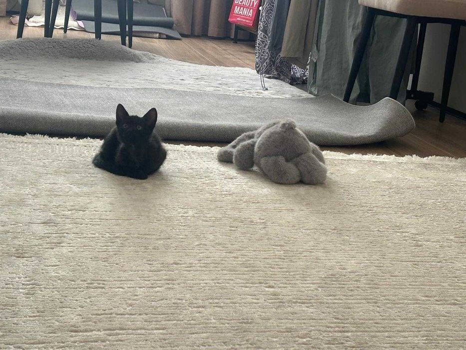 Котенок кот кошка