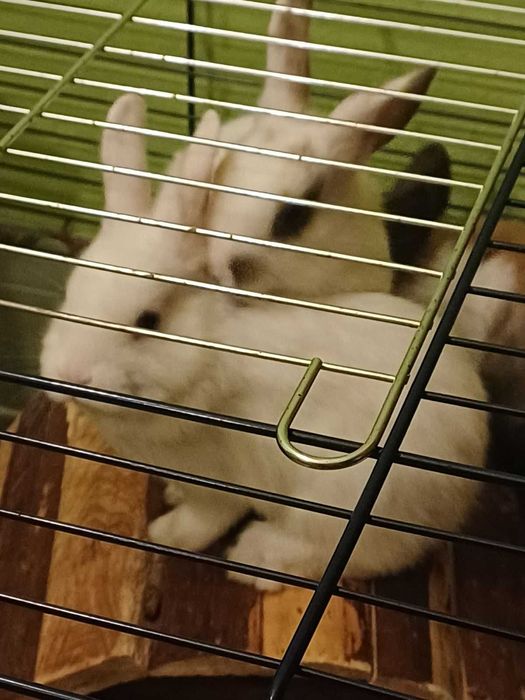 Декоративни зайчета - лъвска глава