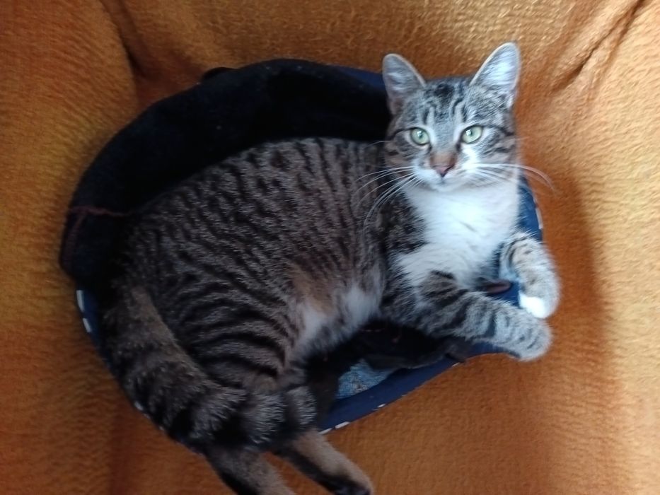 Мъжко коте търси дом