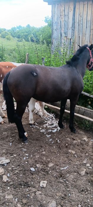 Vând mânză,mai multe detalii la telefon