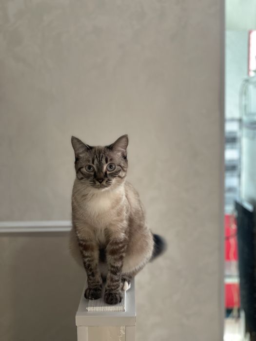 2 кошки в добрые руки