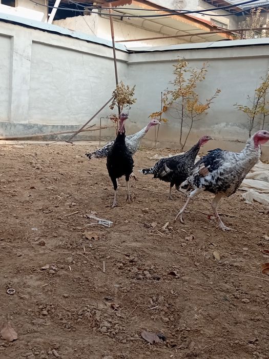 Курка юш хорозлари